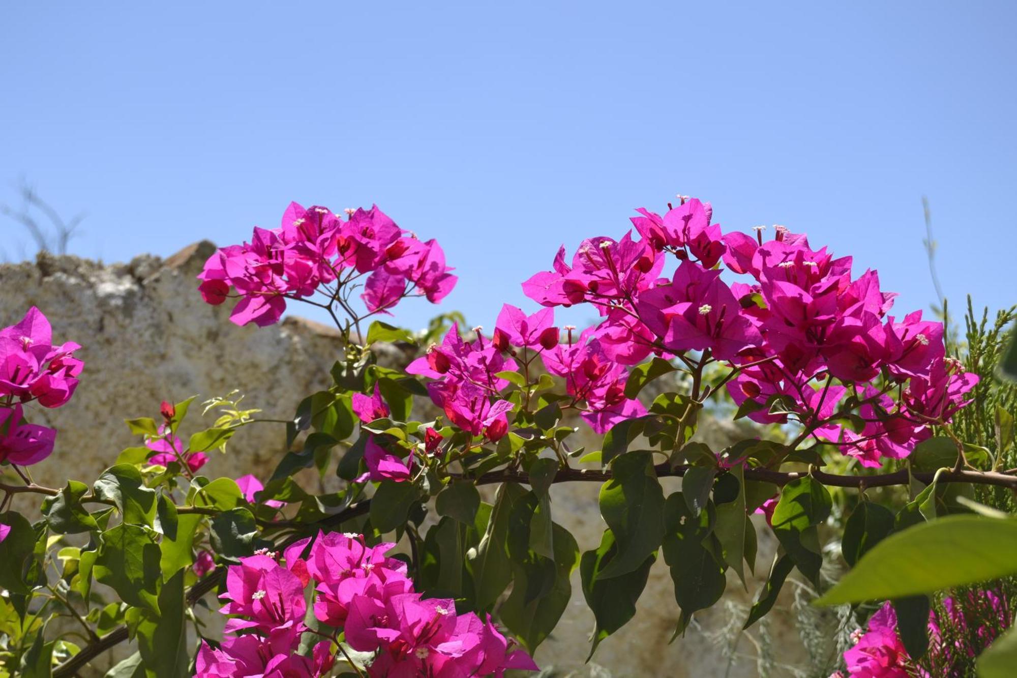 Casa Rural Tita Sacramento Hornachos 외부 사진